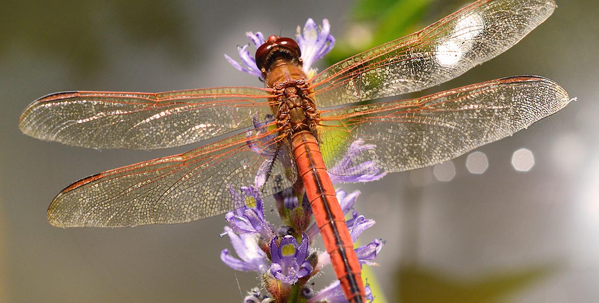 Dragonfly Kathleen Nutter 1171x593