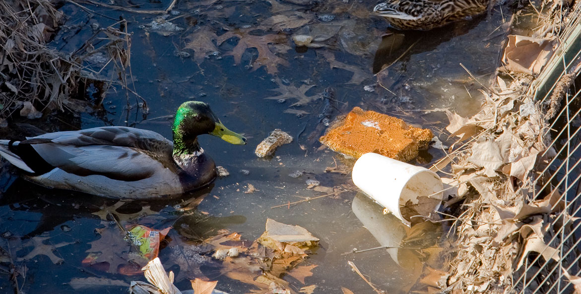 Duck swimming with plastic trash - Nikki Davis - 1171x593