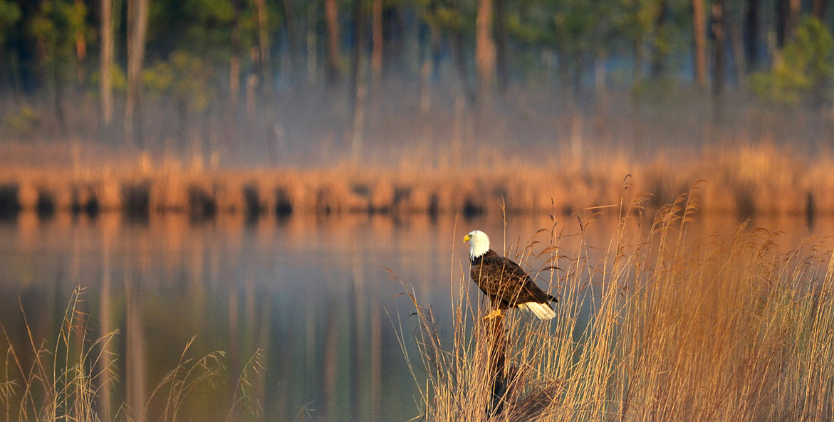 Eagle near a river at sunrise