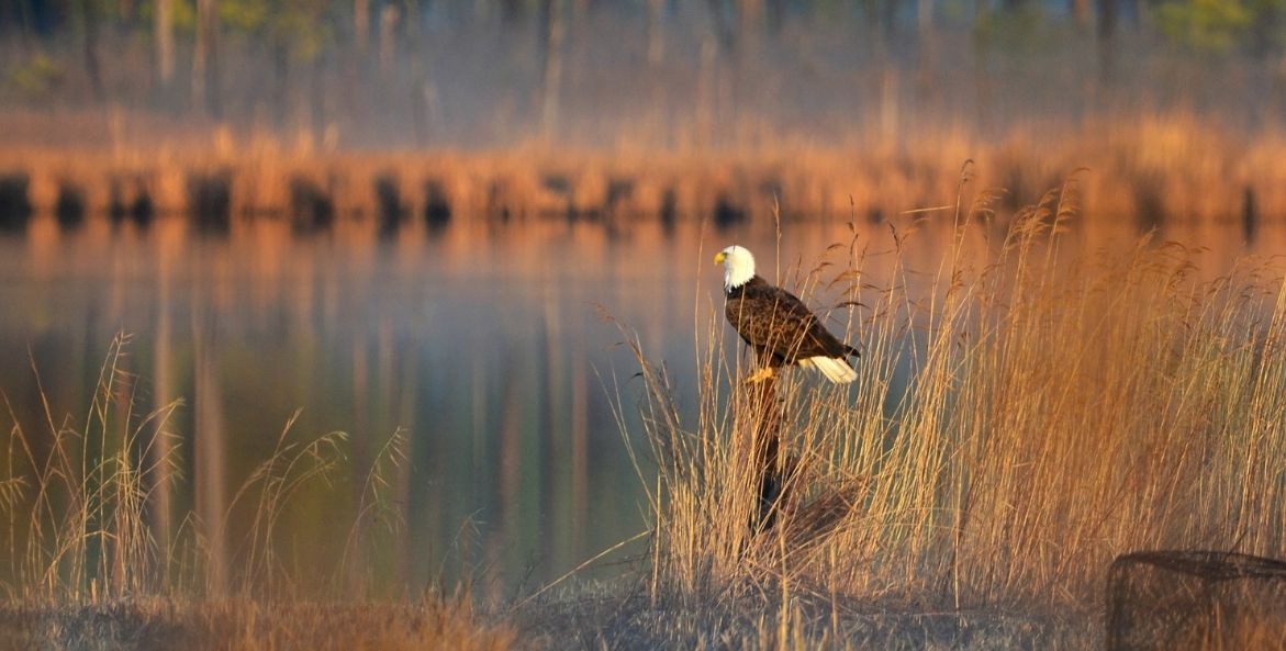 A bald eagle sits in the middle of a marsh with brown and gold grasses, looking off in the distance.
