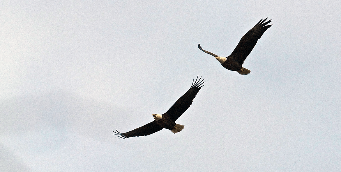 eagles-bill portlock-1171x593