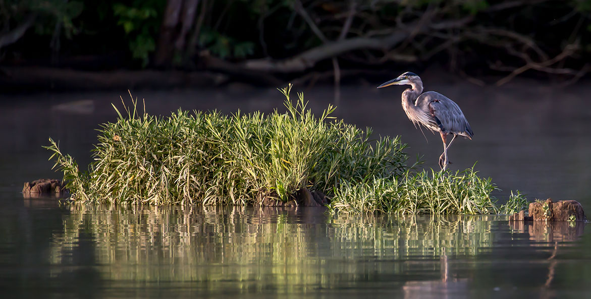 Early Morning Heron-Lynn Gaffey-1171x593