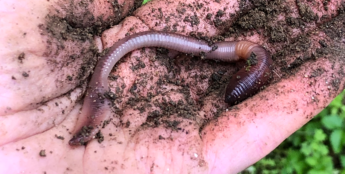 A hand holds an earthworm.