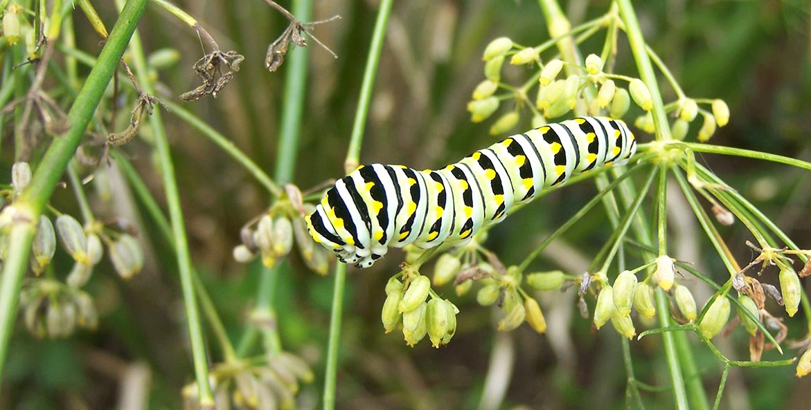 Eastern Swallowtail caterpillar Rachel A. Freedman 1171x593