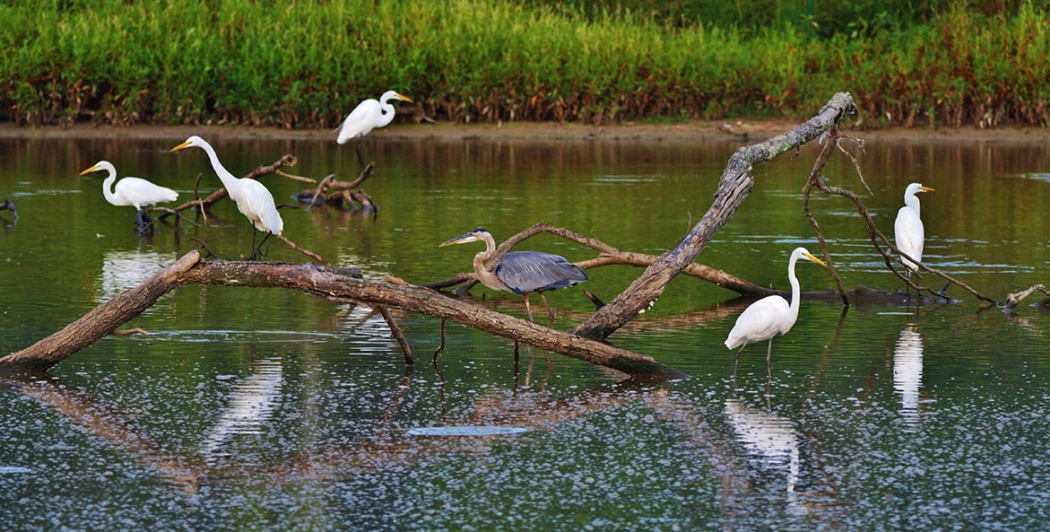 egrets and blue heron_NualaHastings_1171x593