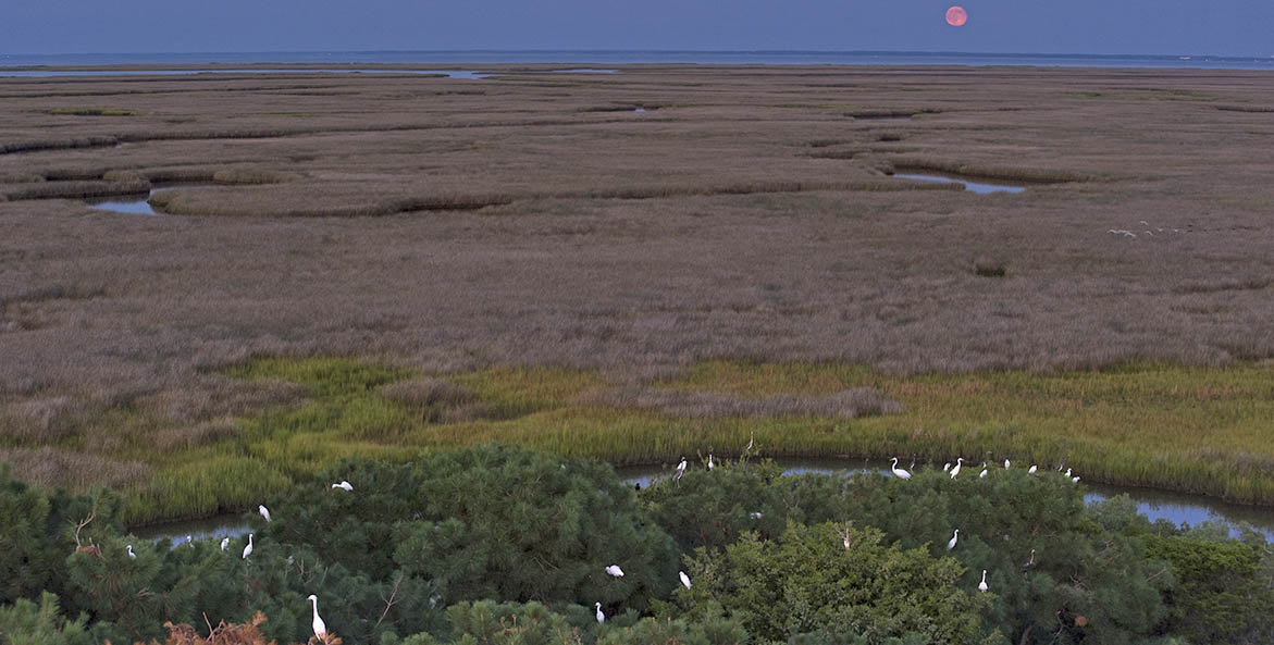 Egrets and Moon OctavioAburtoiLCP 1171x593