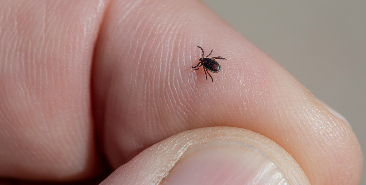 A male deer tick sits on a person's finger.