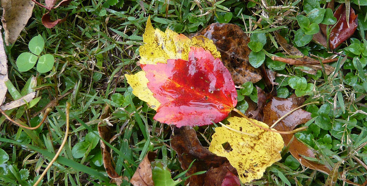 fall-leaves-grass_catharine-walton_1171x593