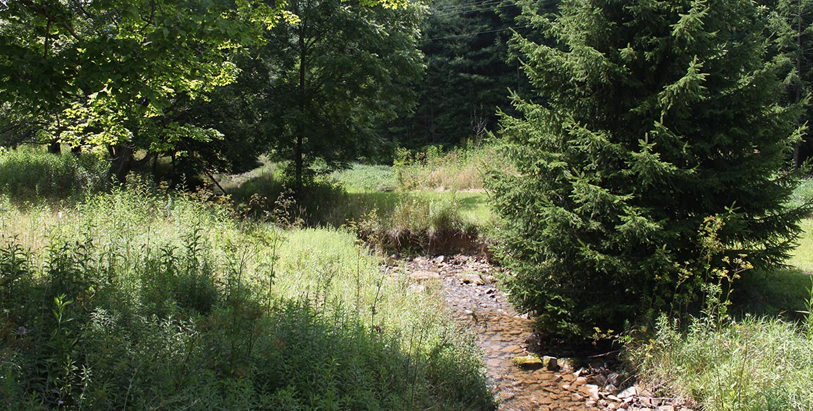 A stream runs through a field of wild grasses and trees.