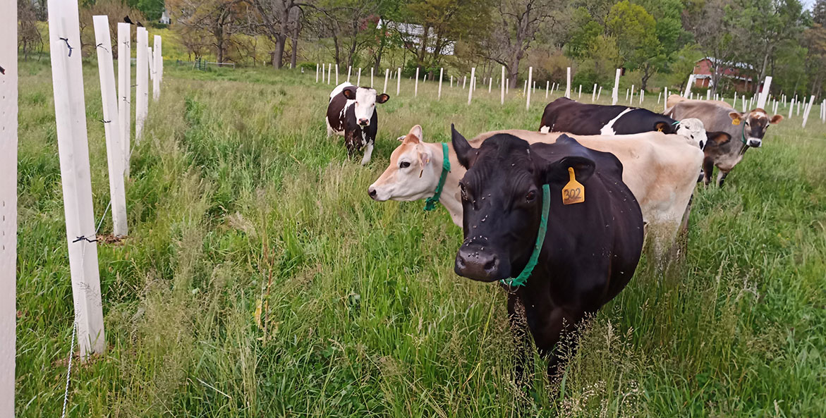 Cows graze among trees in a pasture on a Pennyslvania farm.