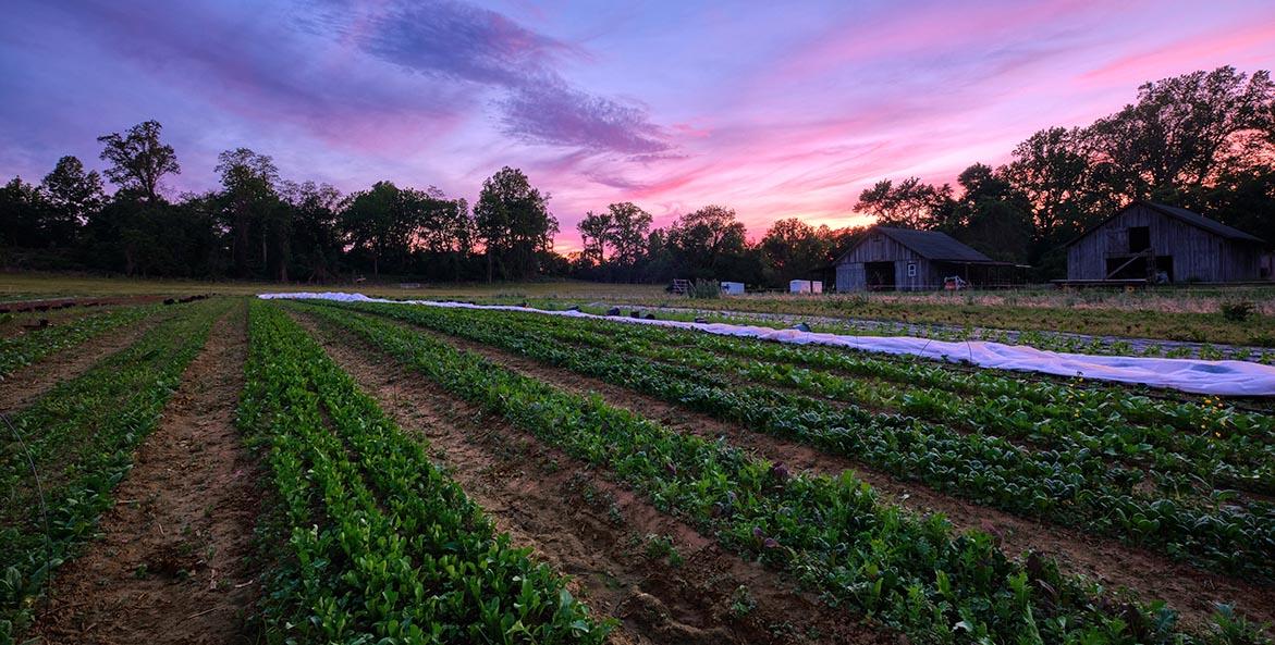 Field sunset JaredPlanz 1171x593