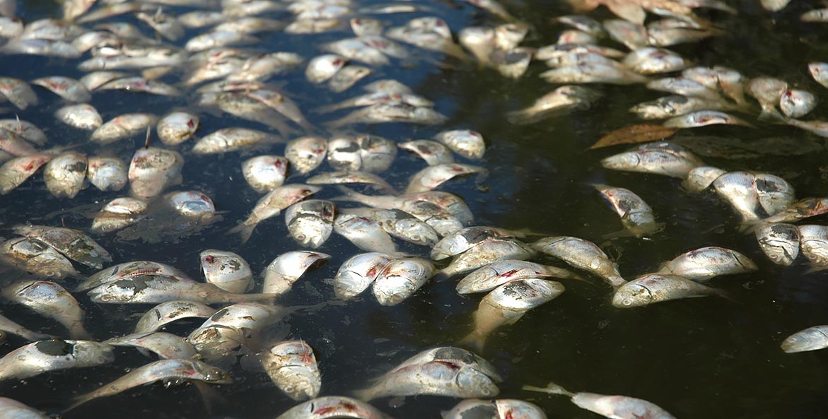 Dozens of dead fish float on the water's surface. 