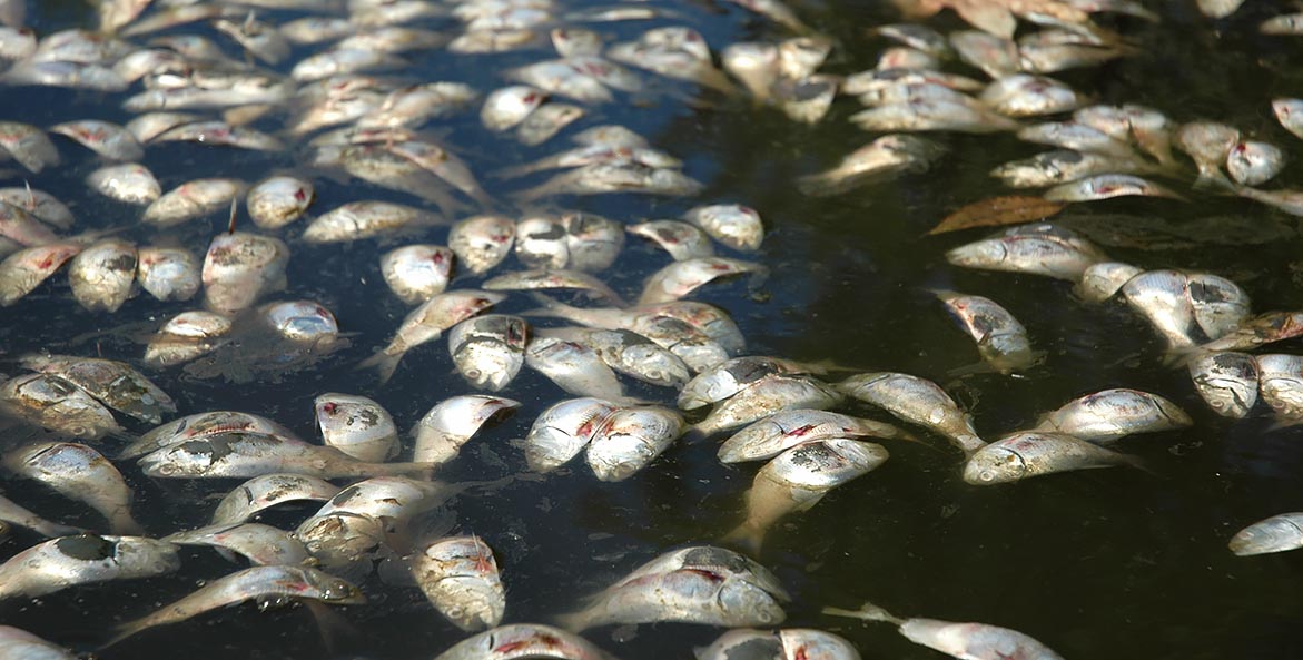 Dozens of dead fish float on the water's surface.