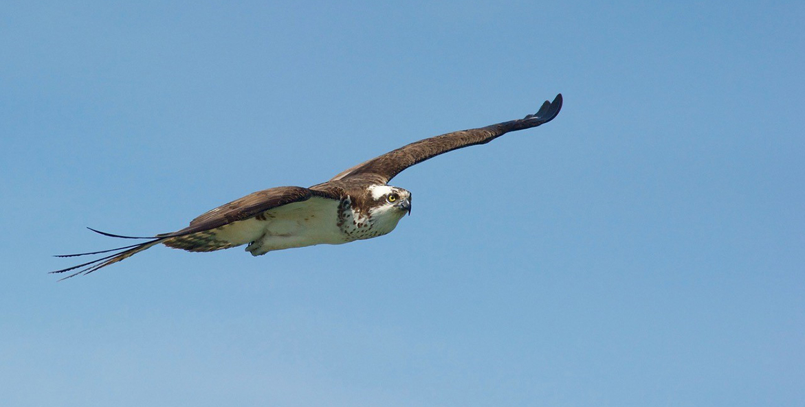 An osprey in flight.