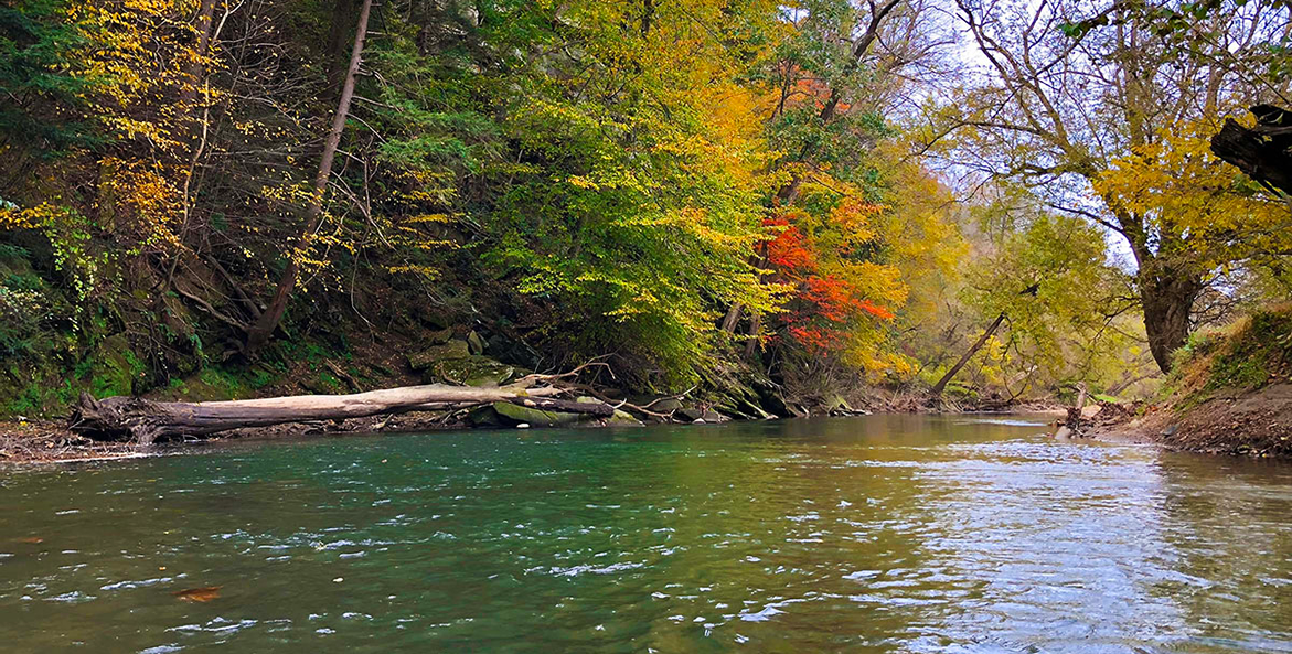 Forest-briangish-pequea-watershed-1171x593