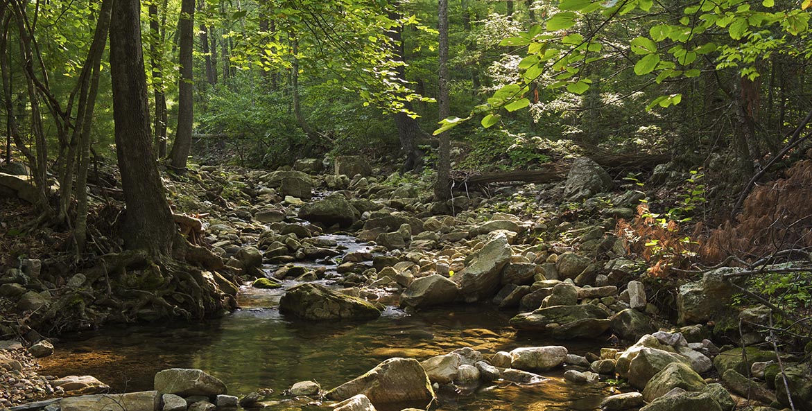 Dappled sunshine falls through the leaves of a dense forest and rocky stream.