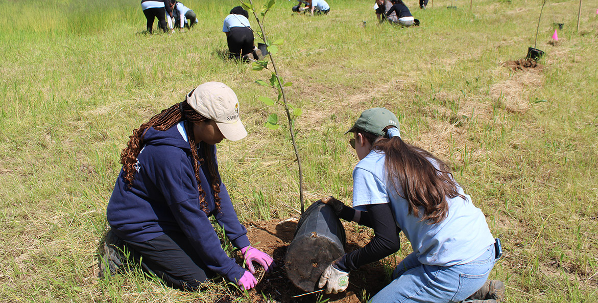 Two people plant a tree together, with more people planting trees in the background