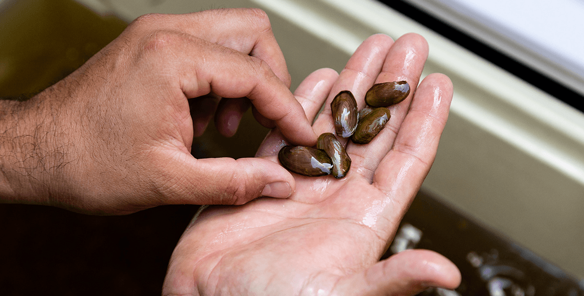 freshwater mussles-Chesapeake Bay Program-1171x593