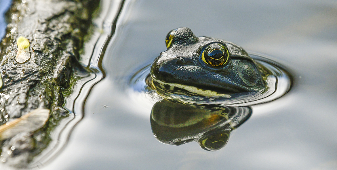 frog-jane-gamble-1171x593