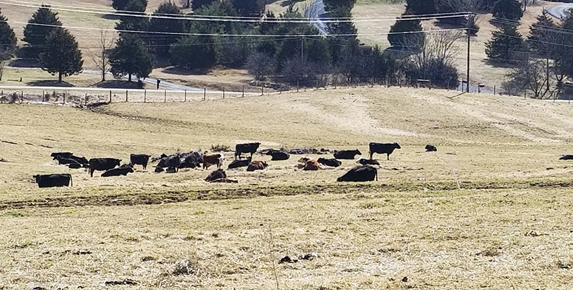 Black and brown cows grazing in a winter pasture.