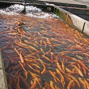 A concrete raceway full of orange fish.