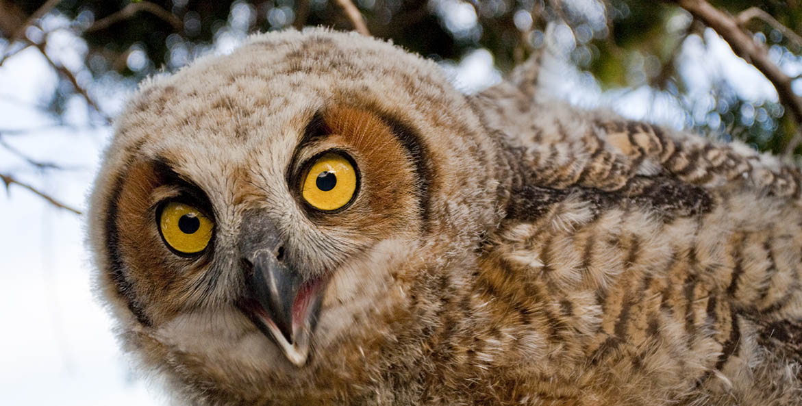 Great Horned Owlet