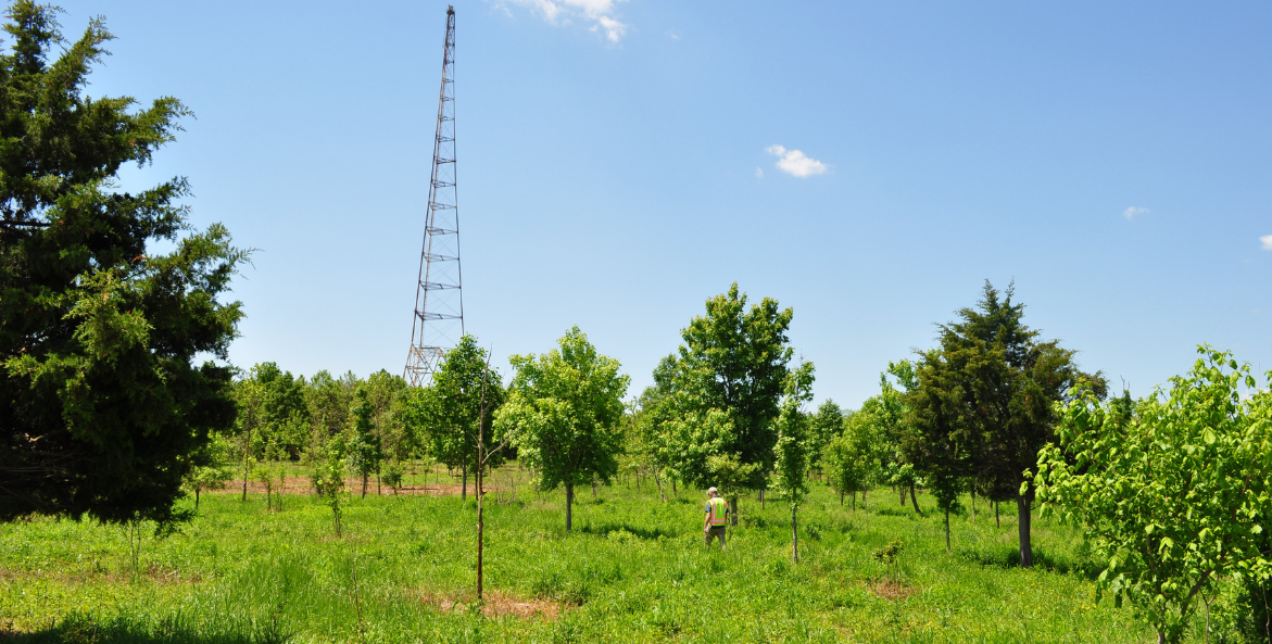Young trees planted across a reforestation area under radio towers at Greenbury Point in Annapolis, Maryland.