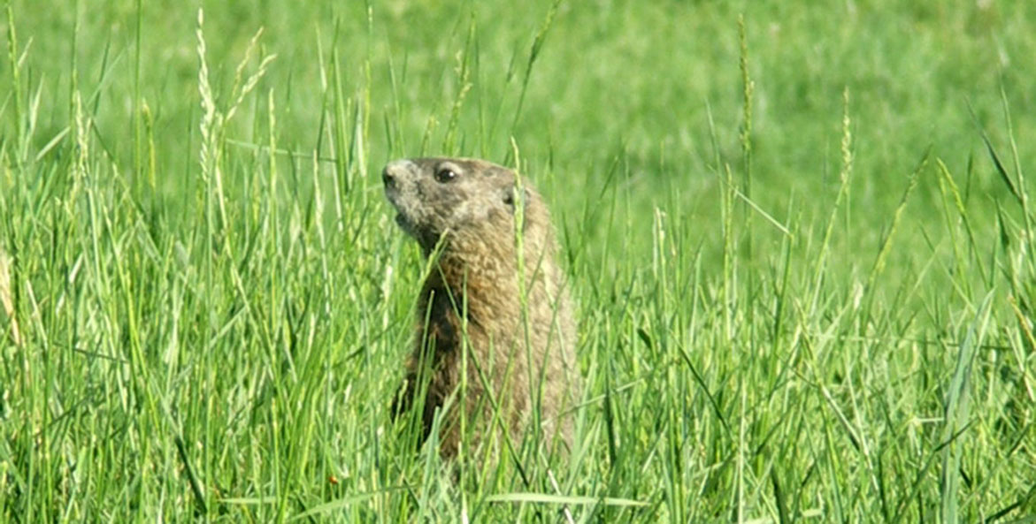 Groundhog - Nikolai Vishnevsky - 1171x593