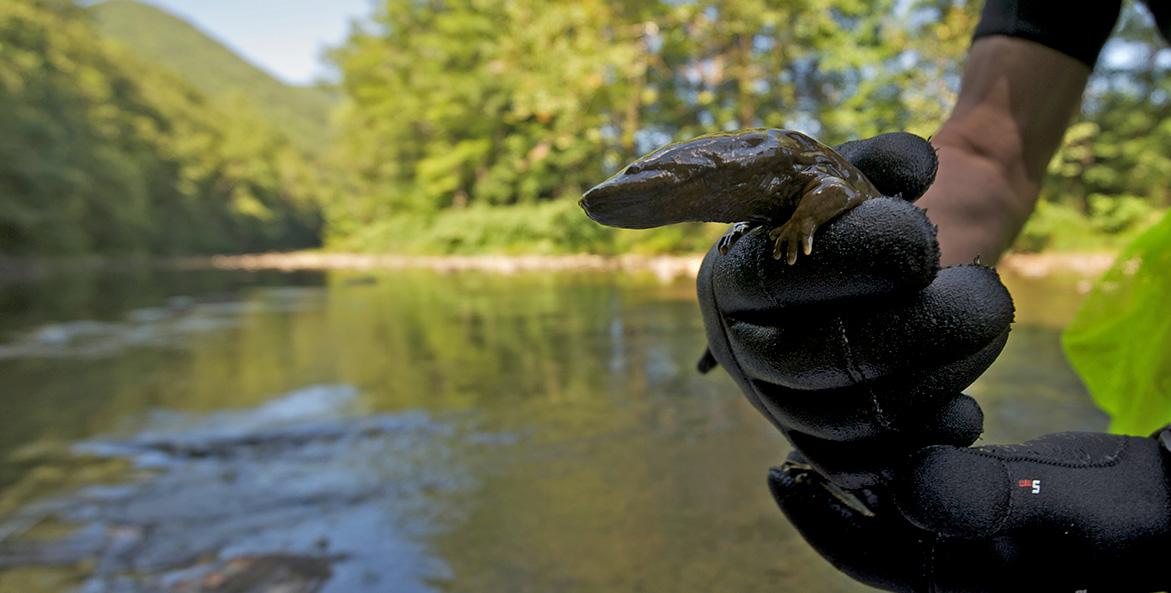 Gloved hands hold a large, wet salamander with a stream and trees shown in the background.