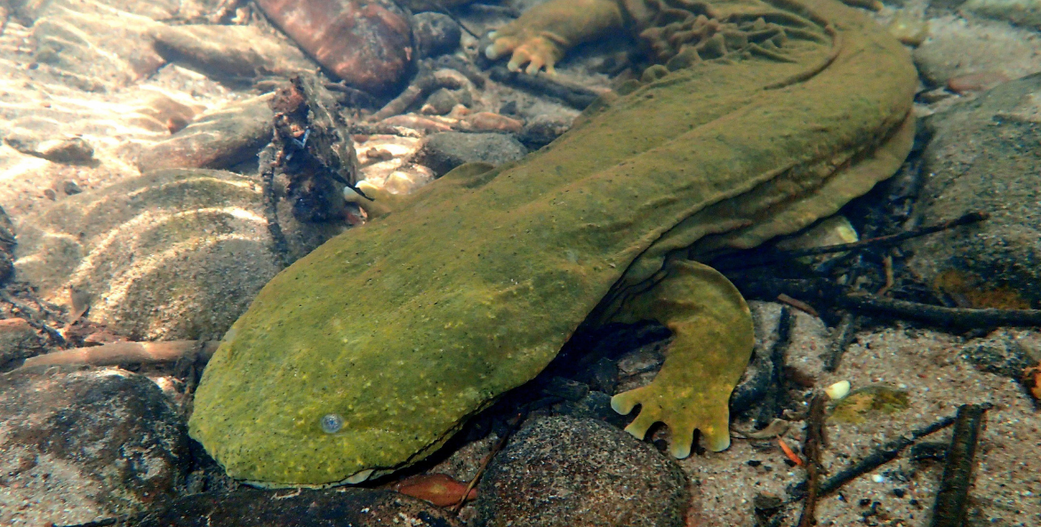 A green hellbender slides along rocks on the bottom of a streambed.