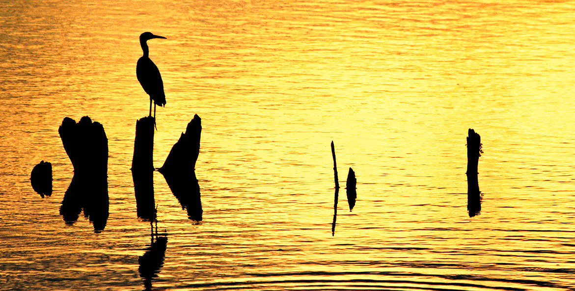 heron-at-sunset-mike-leonard-1171x593