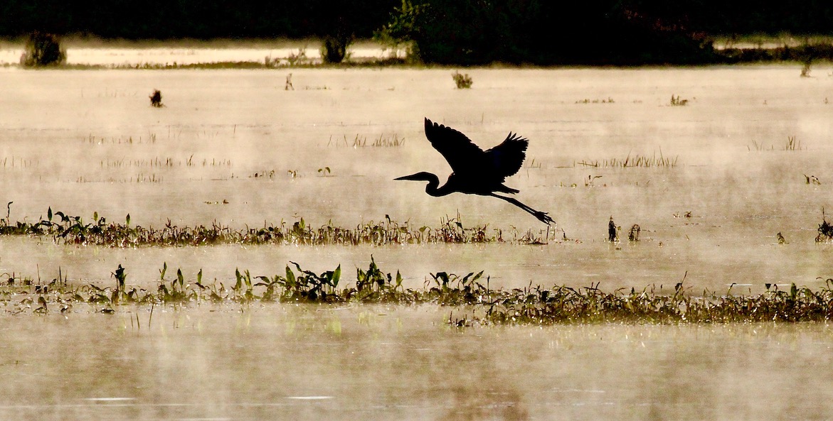 Heron on the Bay-Joseph Simons-1171x593