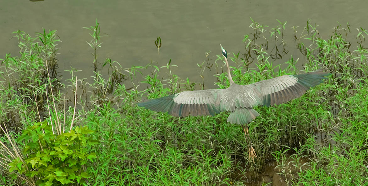 heron-taking-flight_Potomac-Harpers-Ferry-West-Virginia