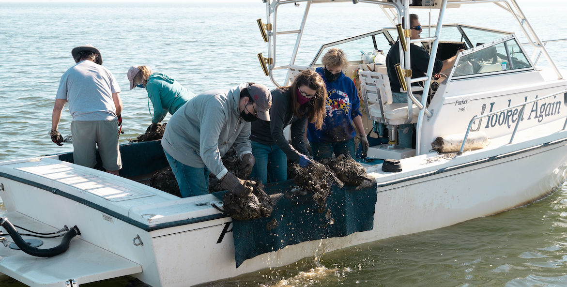 Herring Bay oyster-Veronica Revilla-1171x593