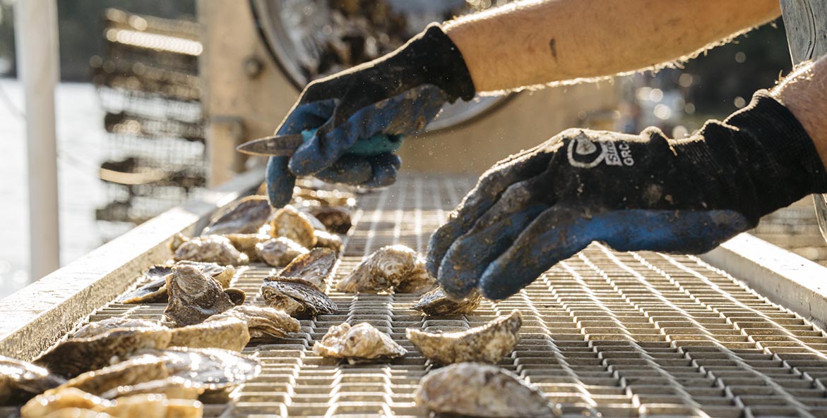 hollywood oysters inspection Greg Kahn 1171x593