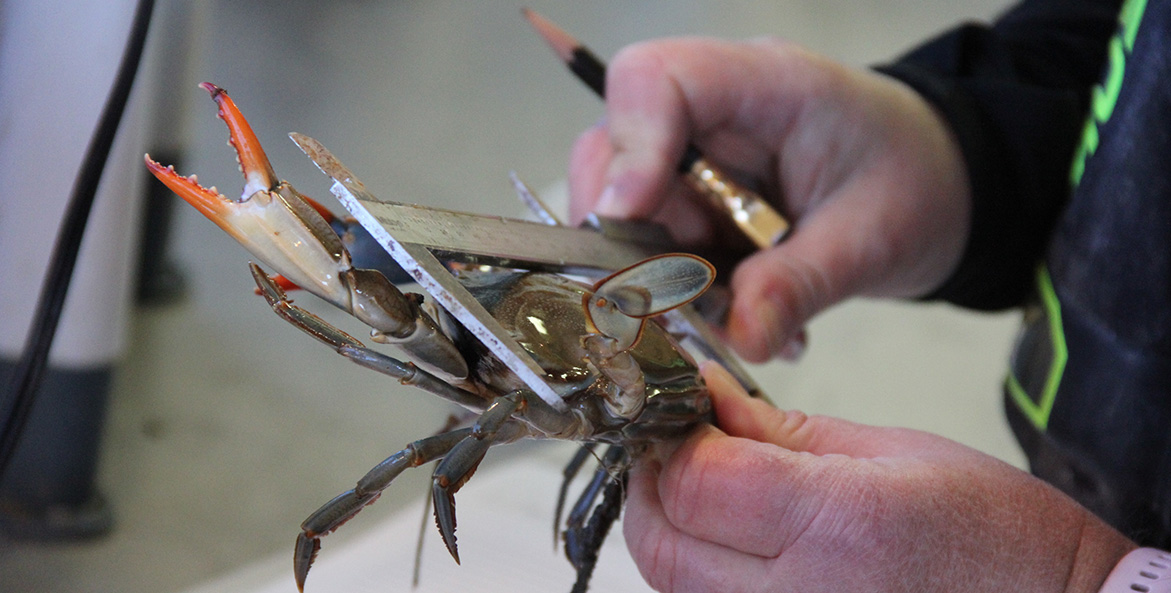 A blue crab is measured.