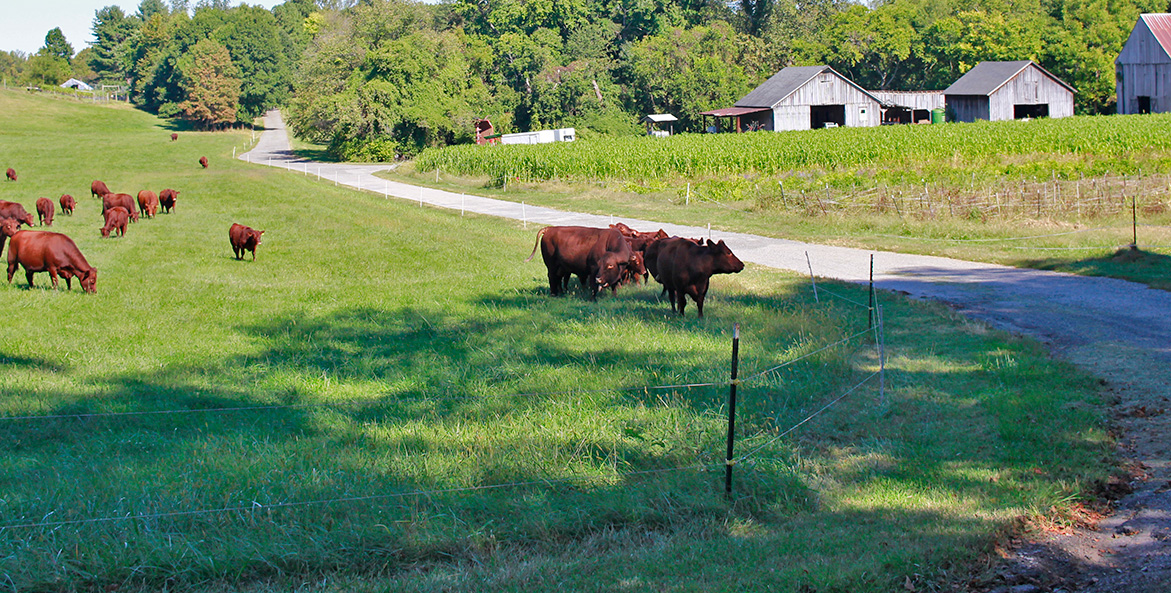 IMG_4289 cows at Clagett Brian Young1171x593