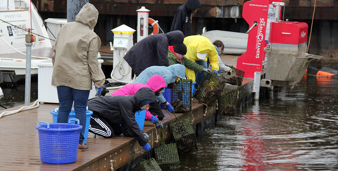 Students lean over a dock, pulling cages filled with oysters out of the water.