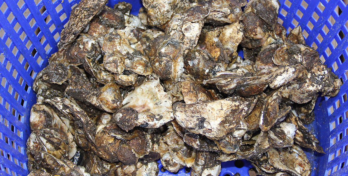 Freshly gathered oysters lie at the bottom of a blue plastic basket.