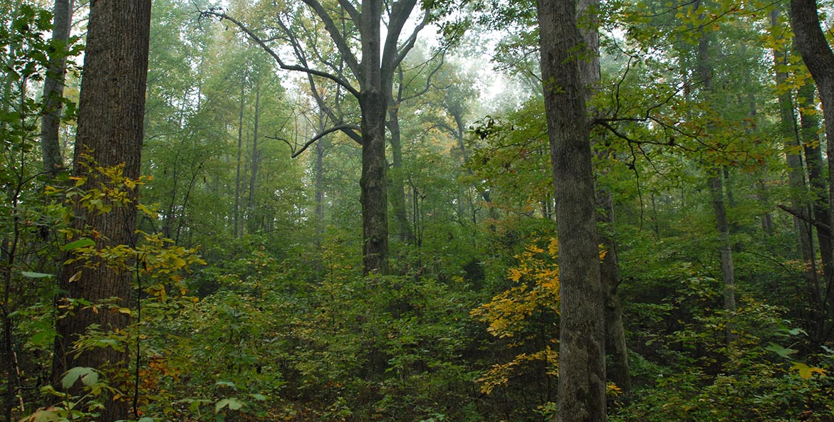 The colors of early fall peak out of a forest understory and old growth trees.