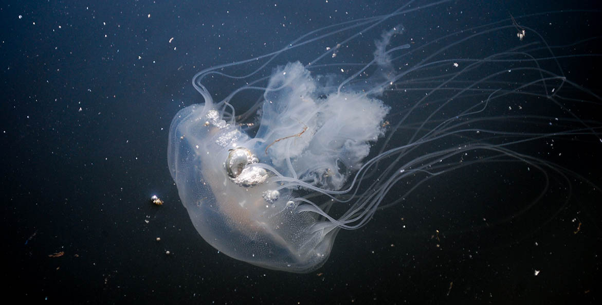 A white gelatinous creature with long tentacles floating in the water. 