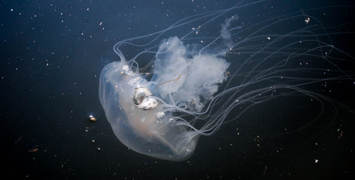 A white gelatinous creature with long tentacles floating in the water.