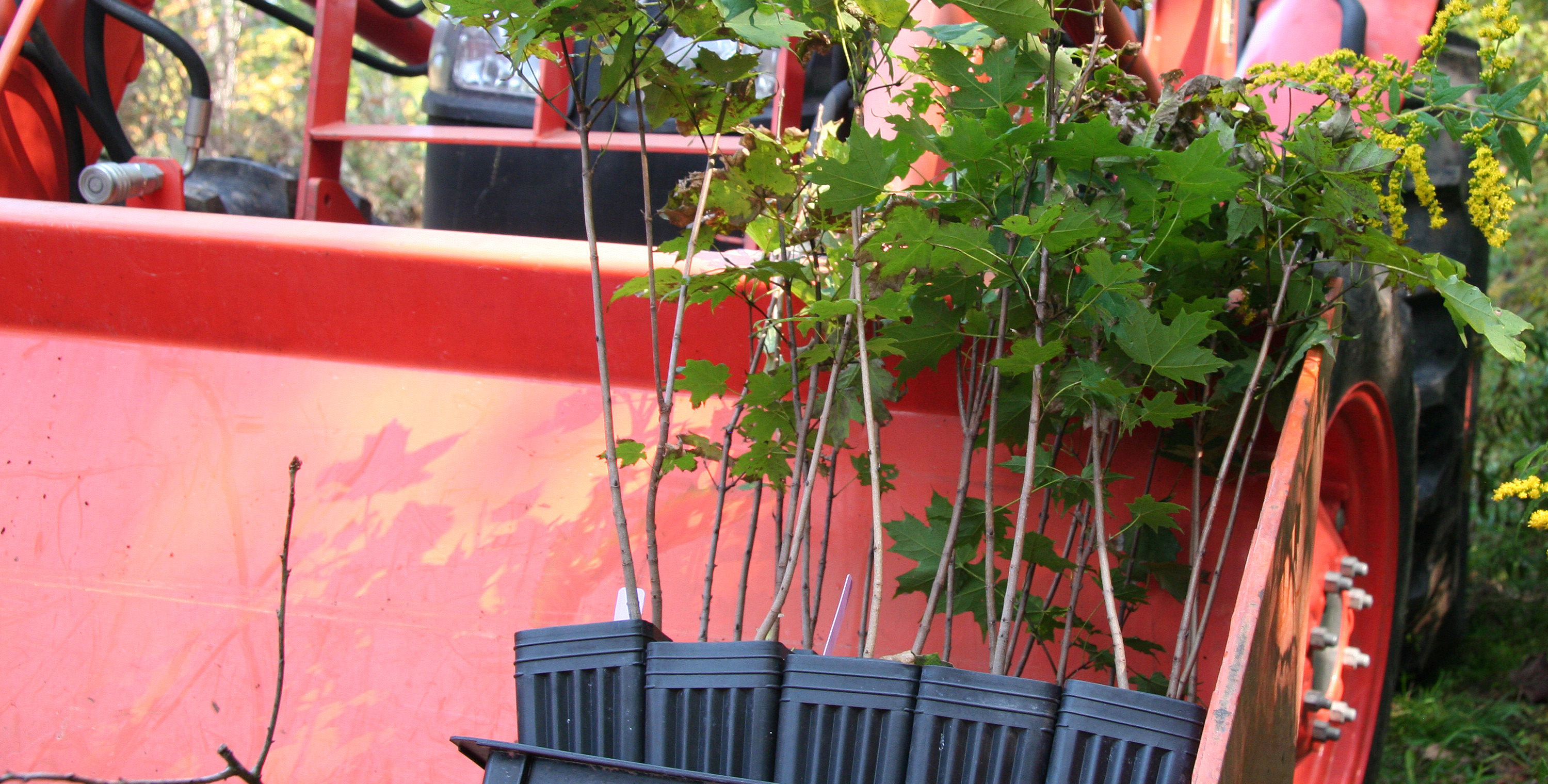 Potted tree saplings.