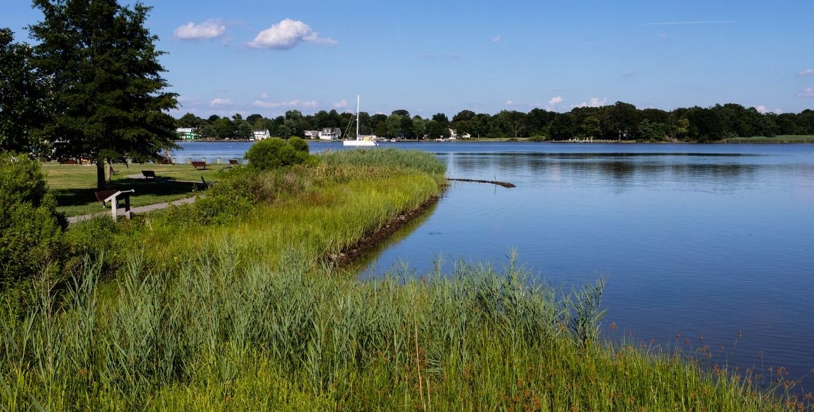 Tall green grasses that make up a living shoreline along the water. There is a white sailboat on the water and trees in the background.