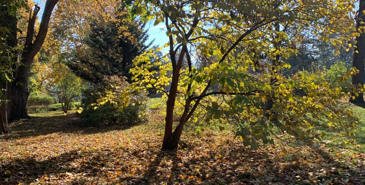 Fall trees with leaves on the ground around them.