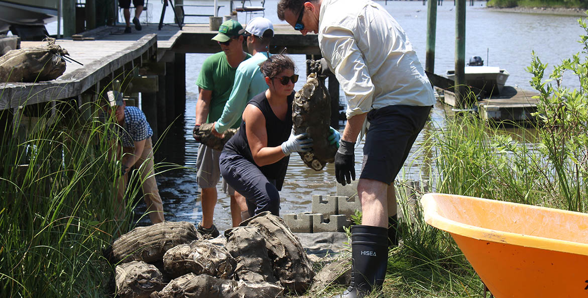 Five volunteers forming a line to move bags filled with oyster shells down the shoreline.