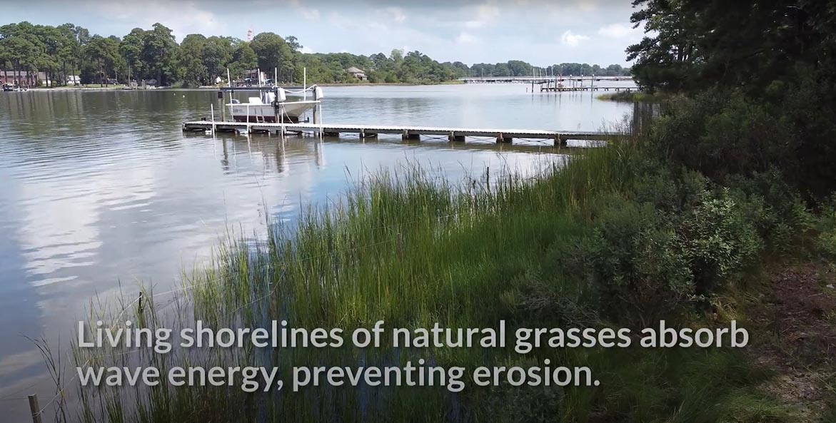 A river scene showing a boat at a dock and a living shoreline of natural grasses in the foreground.