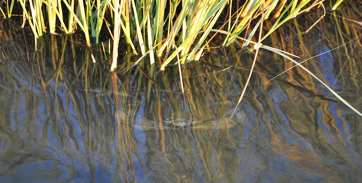 A blue crab sits below the surface amid Bay grasses.