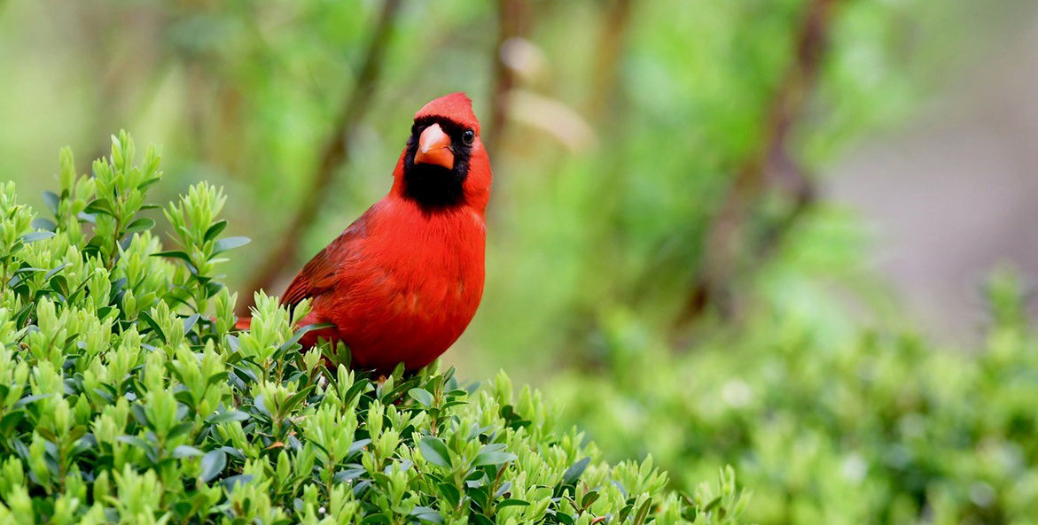 Male Cardinal_Bill Portlock_1171x593