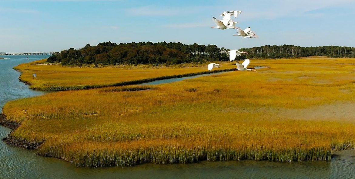 White birds fly over a marsh with blue water and golden grasses.